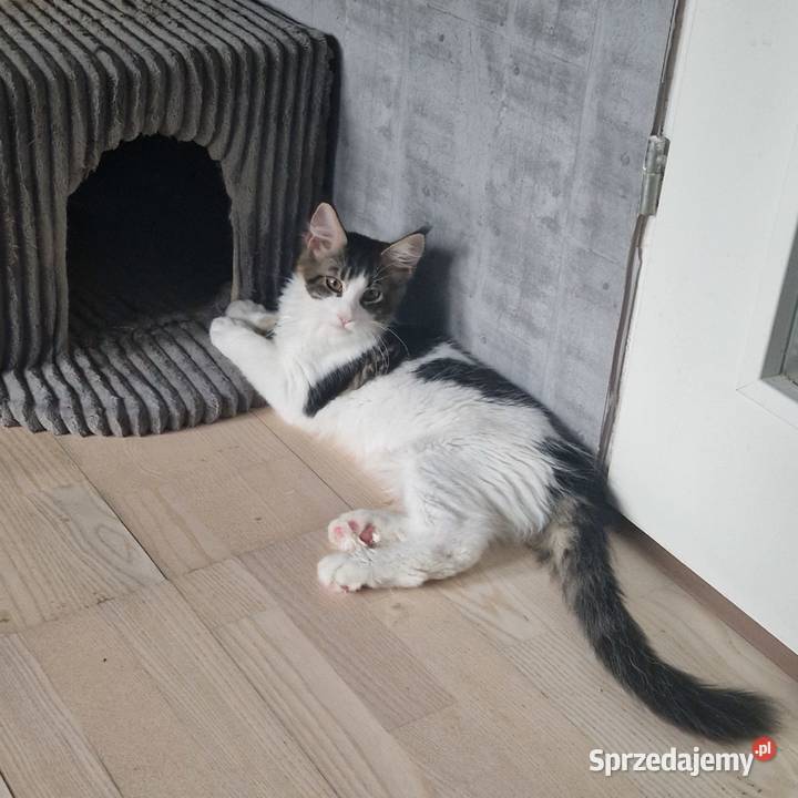 Koty Maine Coon Jamielnik