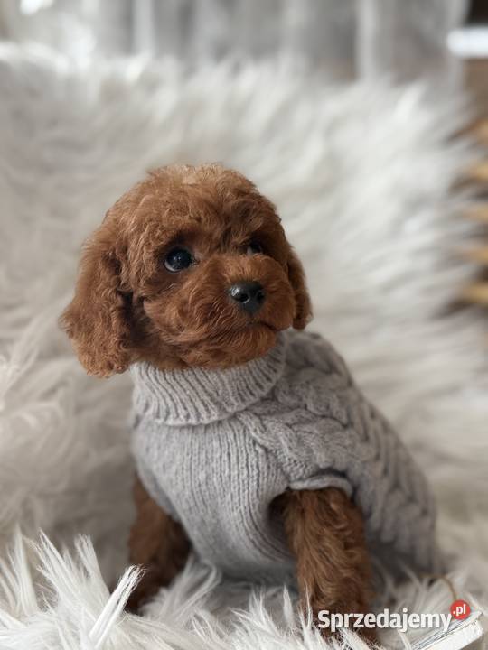 Pudel Toy red Polanka Wielka