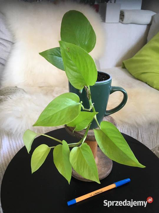 Rośliny z domowej uprawy Epipremnum Warszawa