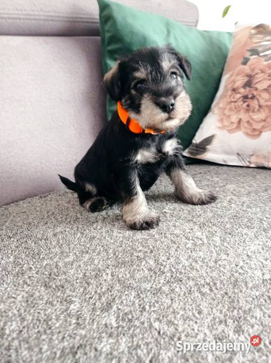 Sznaucer miniatura miniaturka Gręboszów sprzedam