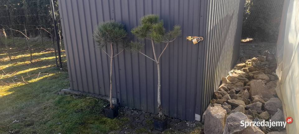 Sosna czarna sadzonka Nowy Sącz