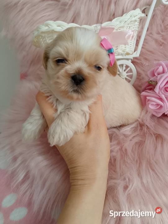 Suczka rasy ShihTzu Kluczbork