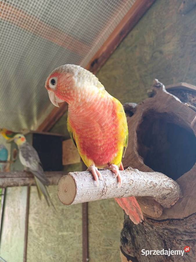 Papugi Faliste nimfy świergotki rozelle Kalisz sprzedam