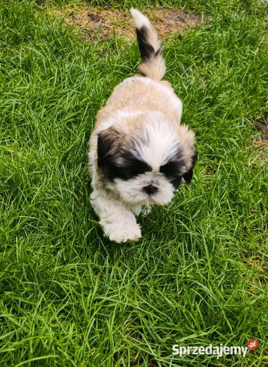 ŚLICZNE szczeniaki Shihtzu