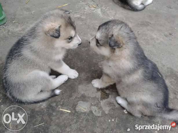 Szczeniaki rasy Alaskan Malamut łódzkie Gorzkowice