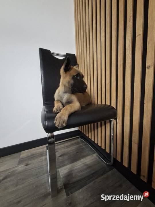 Owczarek Belgijski Malinois Szczeniaki Częstochowa