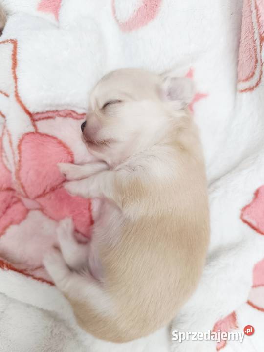 Chihuahua długowłosa mazowieckie