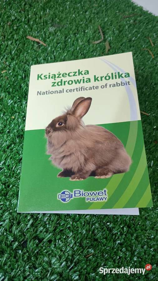 Sprzedam króliki miniaturki Tomaszów Lubelski