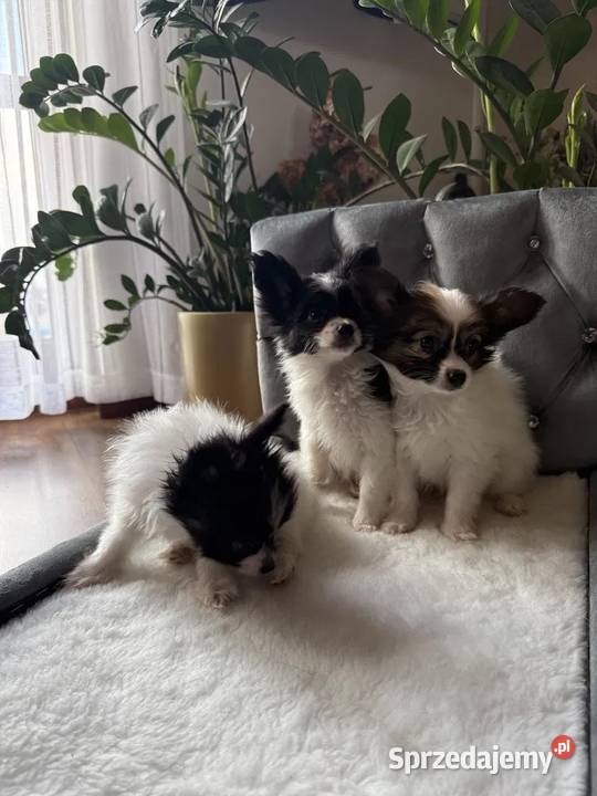 Papilon spaniel kontynentalny miniaturowy Dudki