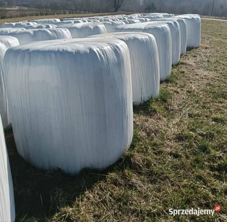 Bele sianokiszonka 2025 Moszczenica