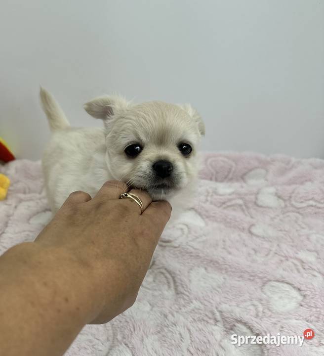 Chihuahua długowłosy FCI Piesek lubuskie