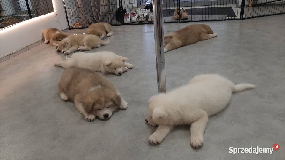 FCI Akita Inu czerwone i białe zoopsychologa Warszawa