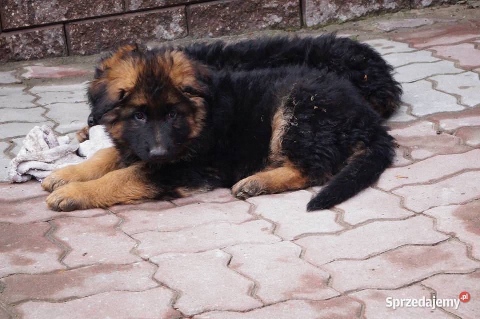 owczarek niemiecki szczeniaki długowłose z Radom sprzedam