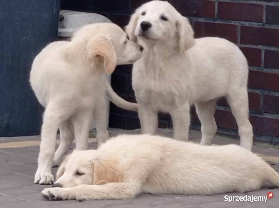 Szczenięta Golden Retriever Rososzyca sprzedam