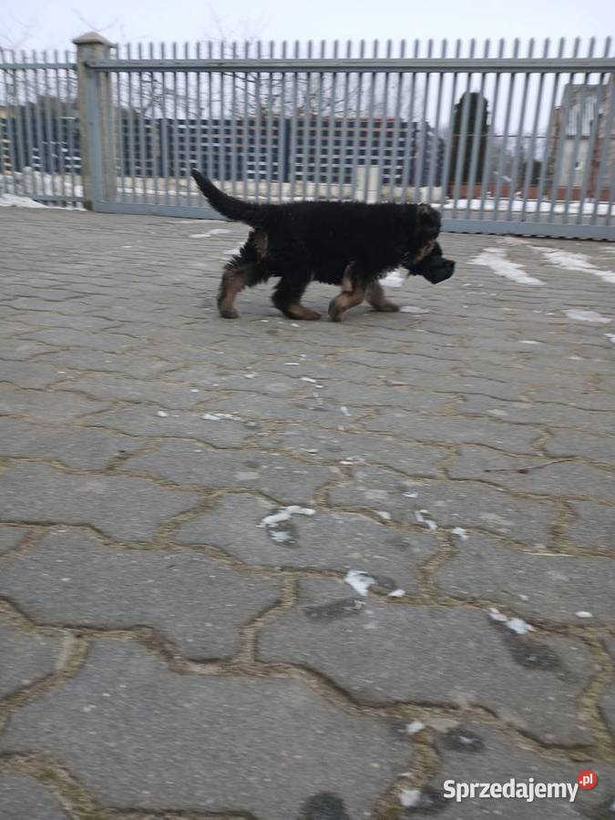 Sprzedam szczeniaka rasy owczarek niemiecki