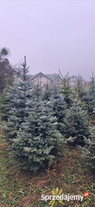 Choinki świerki Iglaste Borków