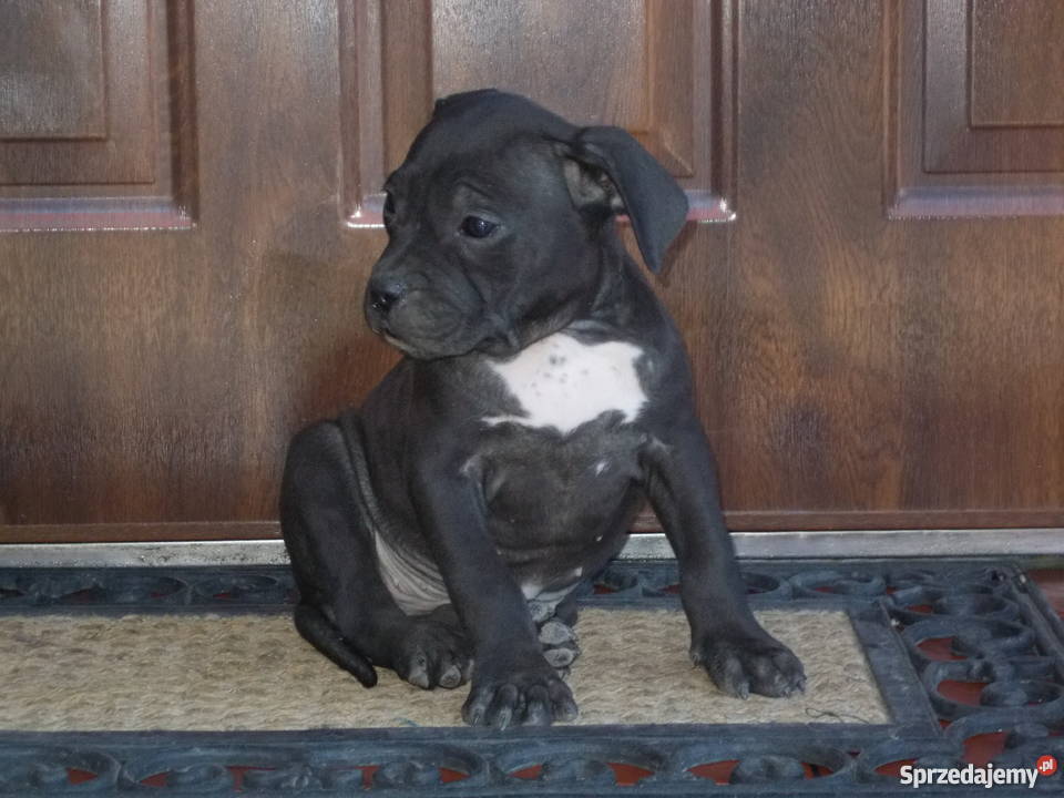 Suczka Czarna Amstaff mazowieckie Płock