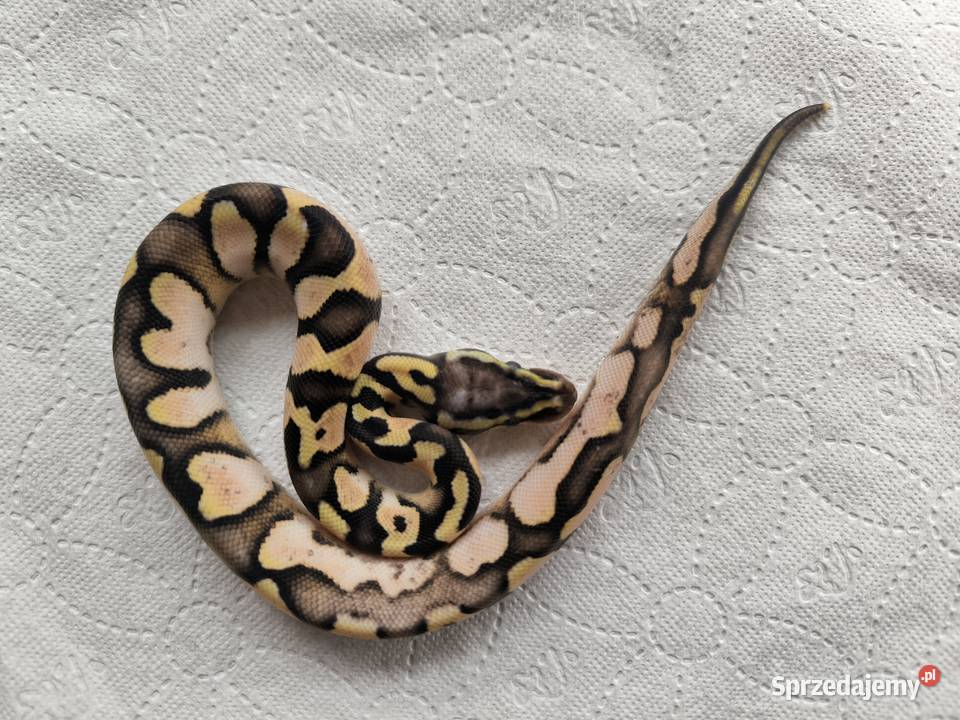 Pyton królewski Calico Pastel poss het Clown mazowieckie Makowiec