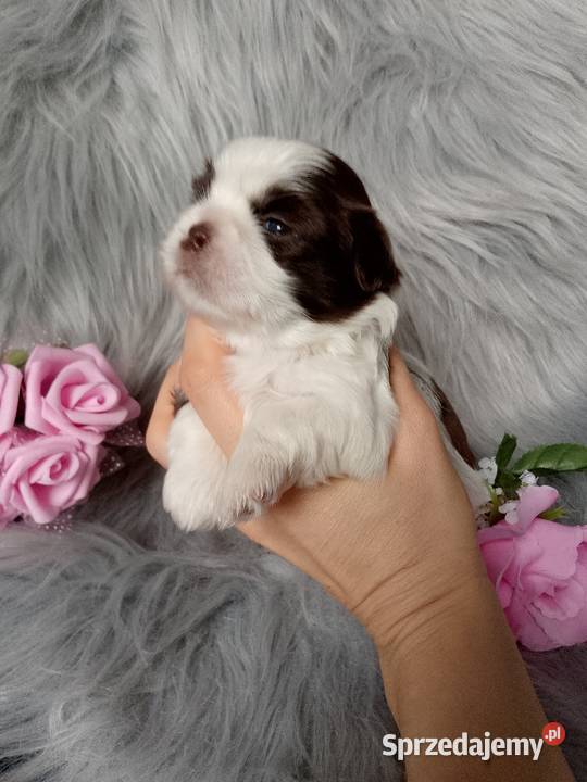 Piękna biało czekoladowa suczka rasy ShihTzu Shih Tzu Namysłów