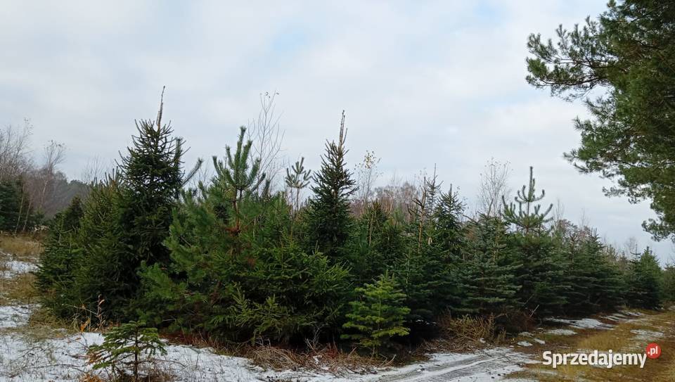 Świerk srebrny pospolity choinki plantacja