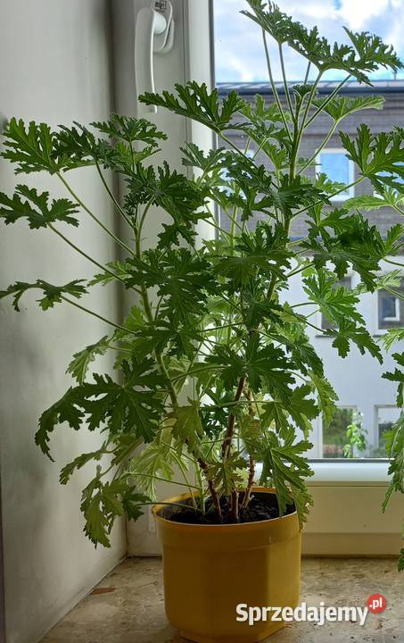 Kwiat Geranium anginka cytrynka zielony Poznań