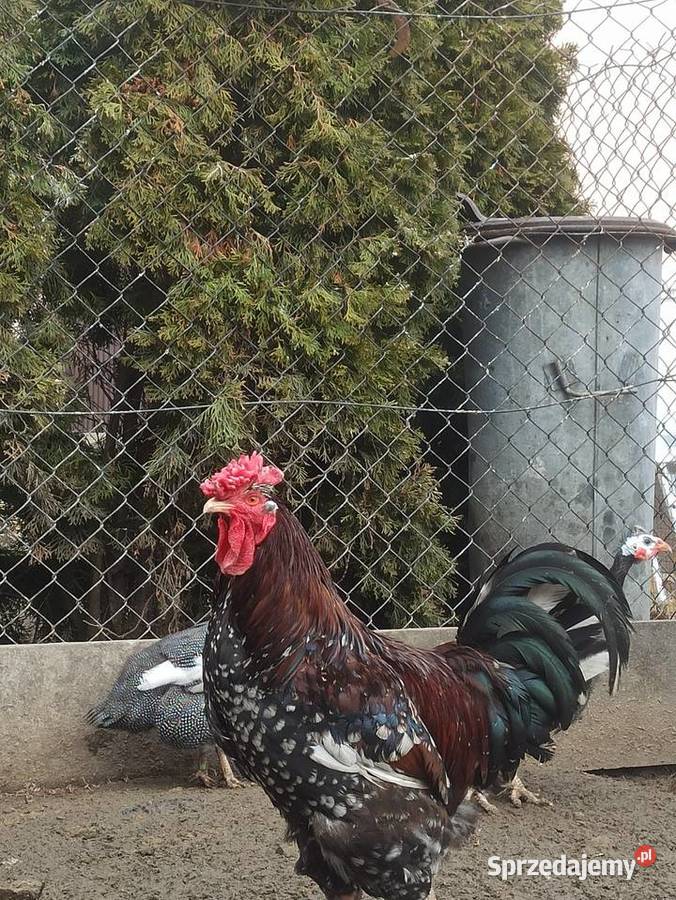 Jaja lęgowe kur mix ras zagrodowe teczanka lubelskie Krupe sprzedam