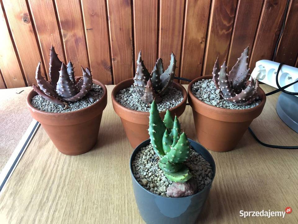 Aloes aculeata 4 piękne rośliny w komplecie Pozostałe mazowieckie