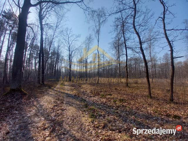 sprzedaży działki 6000m2 Budy Michałowskie