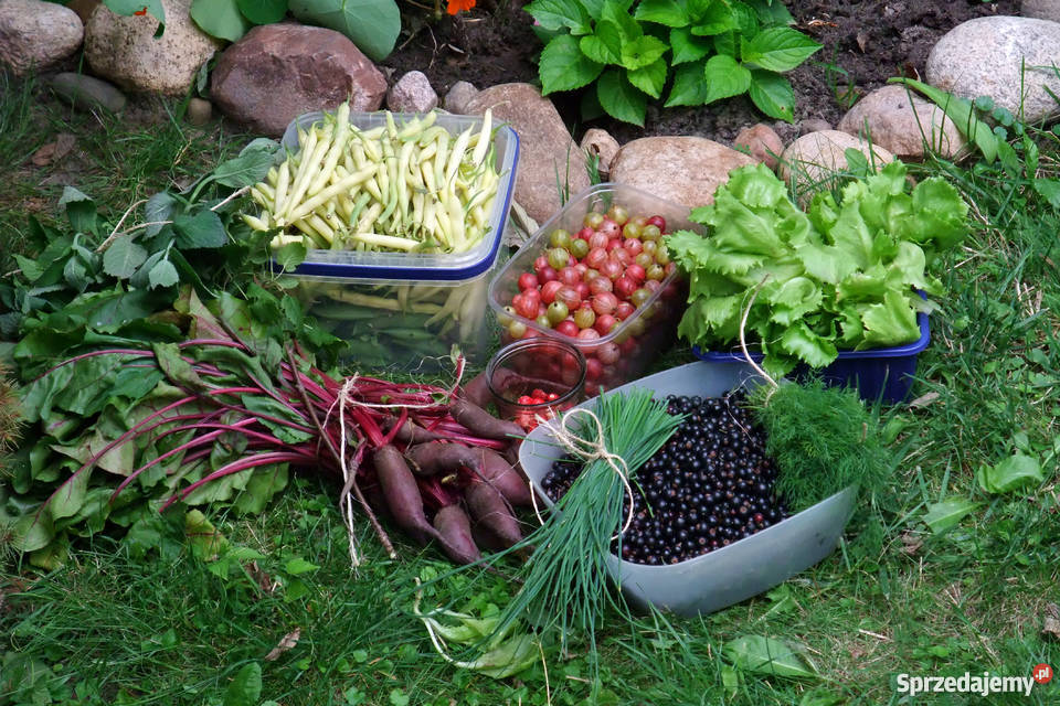 Sprzedam działkę ROD 350m2 Warszawa Nadwiśle