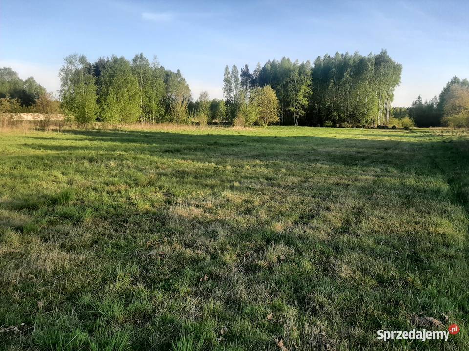 Duża działka z warunkami zabudowy Postękalice gm Bełchatów