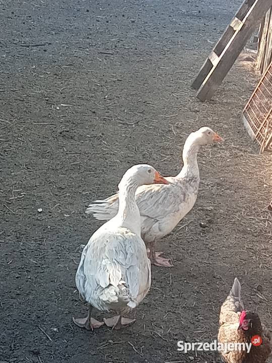 Sprzedam gęsi Radom