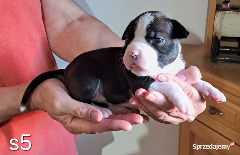 Amstaff zkwp fci suczka śląskie Koziegłowy