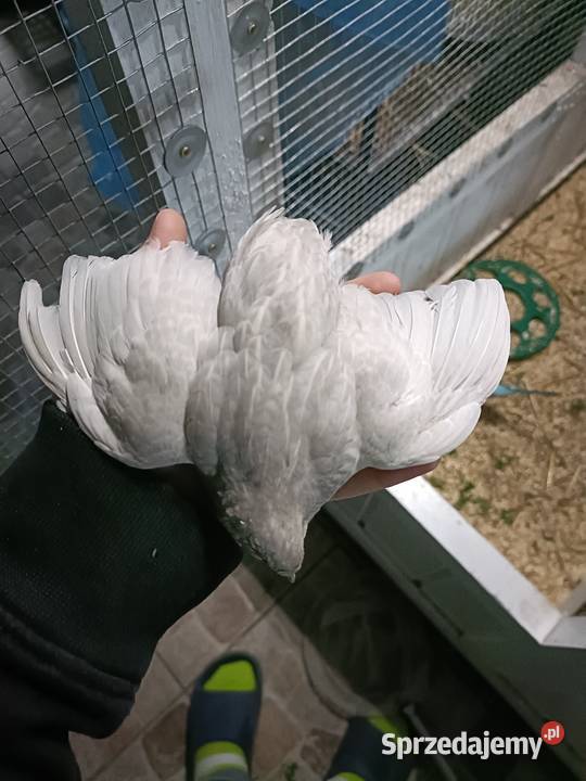 Przepiórki chińskie wielkopolskie Jastrowie