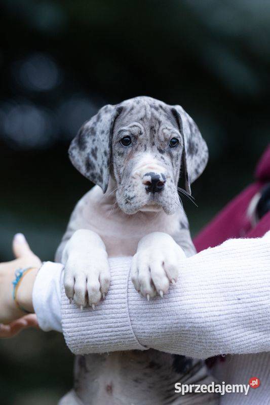 Dog niemiecki samiec merle 10tyg Mszczonów