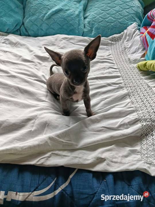 Śliczna szara suczka Chihuahua szuka kochającego mazowieckie Płońsk