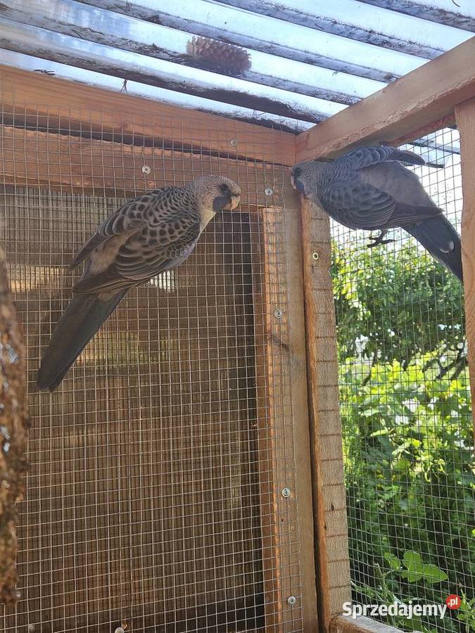 Rozelle Królewskie niebieskie Poznań