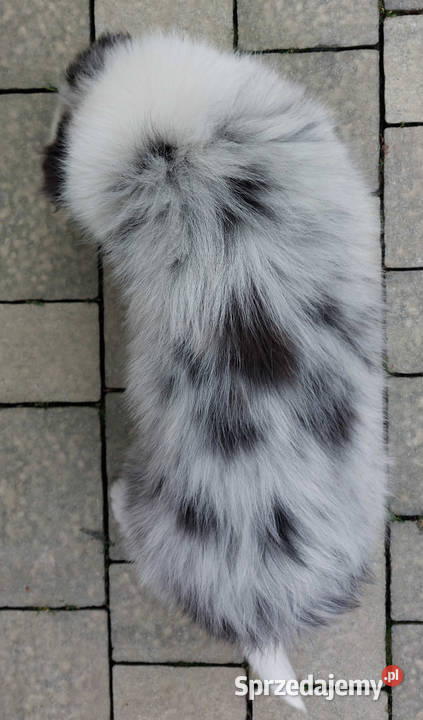 Rasowy pies bluemerle Border Collie z pełną dok Pozostałe podkarpackie Iwonicz