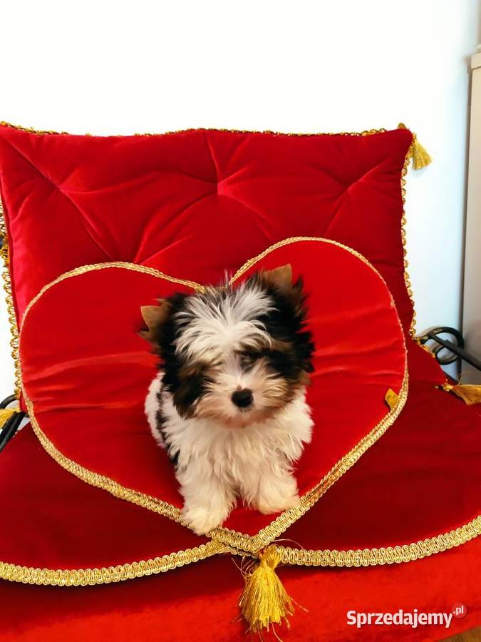 Mini samczyk Leo Biewer Yorkshire terrier do 150 Orzesze