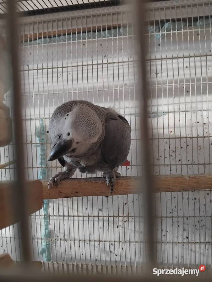 Para Żako świętokrzyskie Bogoria sprzedam