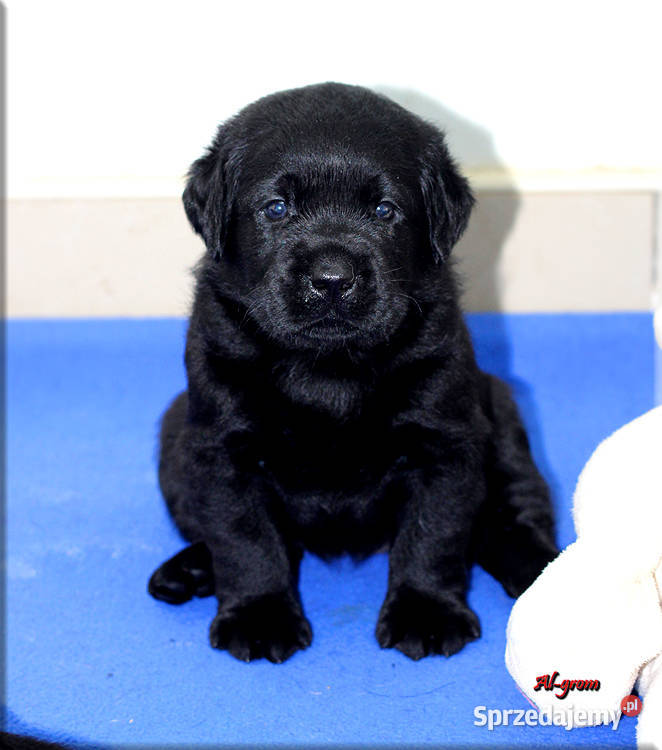 Czarne szczenięta rasy Labrador Retriever Chynów