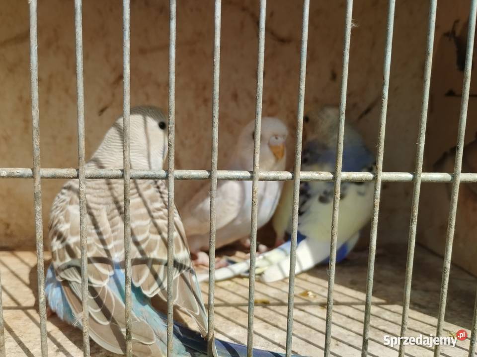 Papugi aleksandretty obrożne rozelle nimfy Mircze