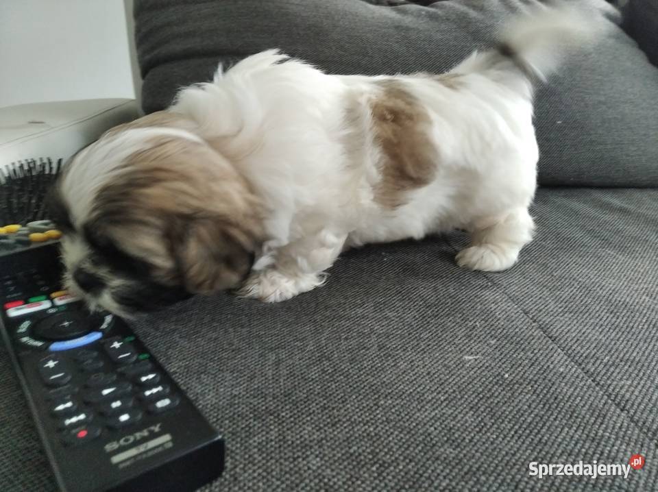 Hybryda shih tzu i maltanczyk Ośno Lubuskie