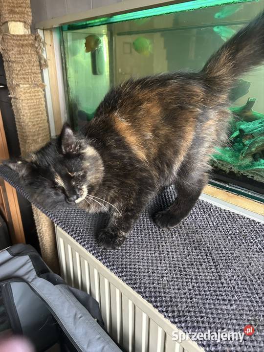 Koteczka Norweska Leśna śląskie Rybnik