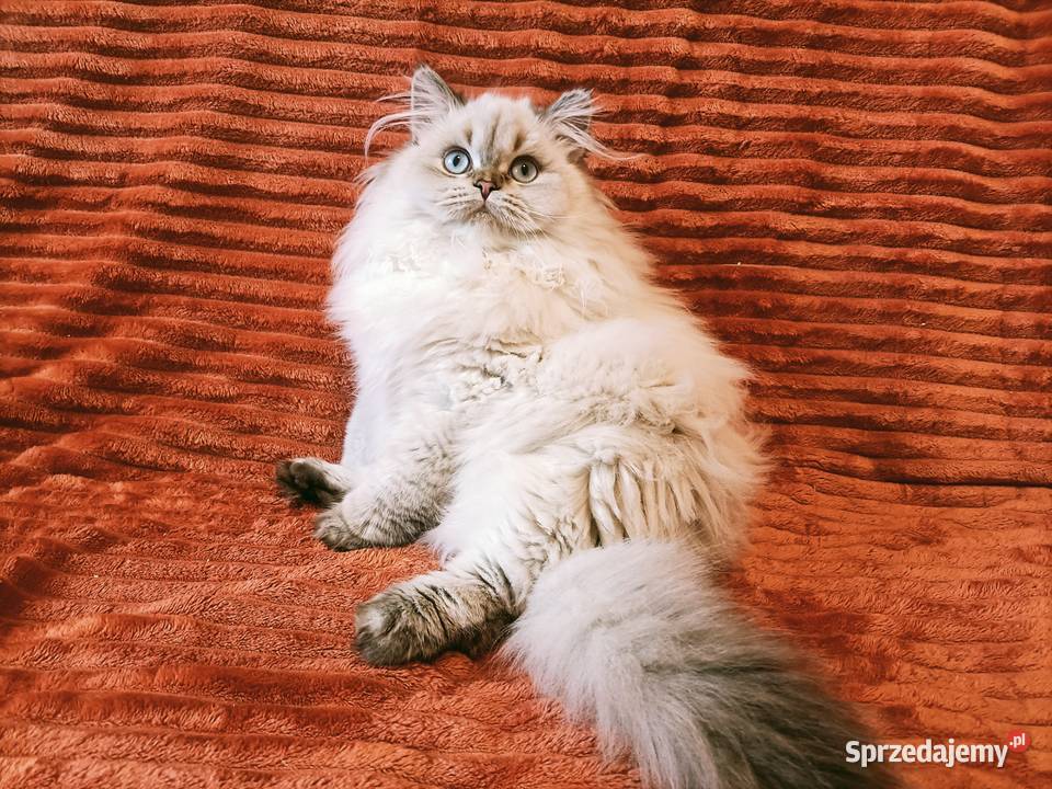 Kot brytyjski kotka brytyjska długowłosa point małopolskie Kraków