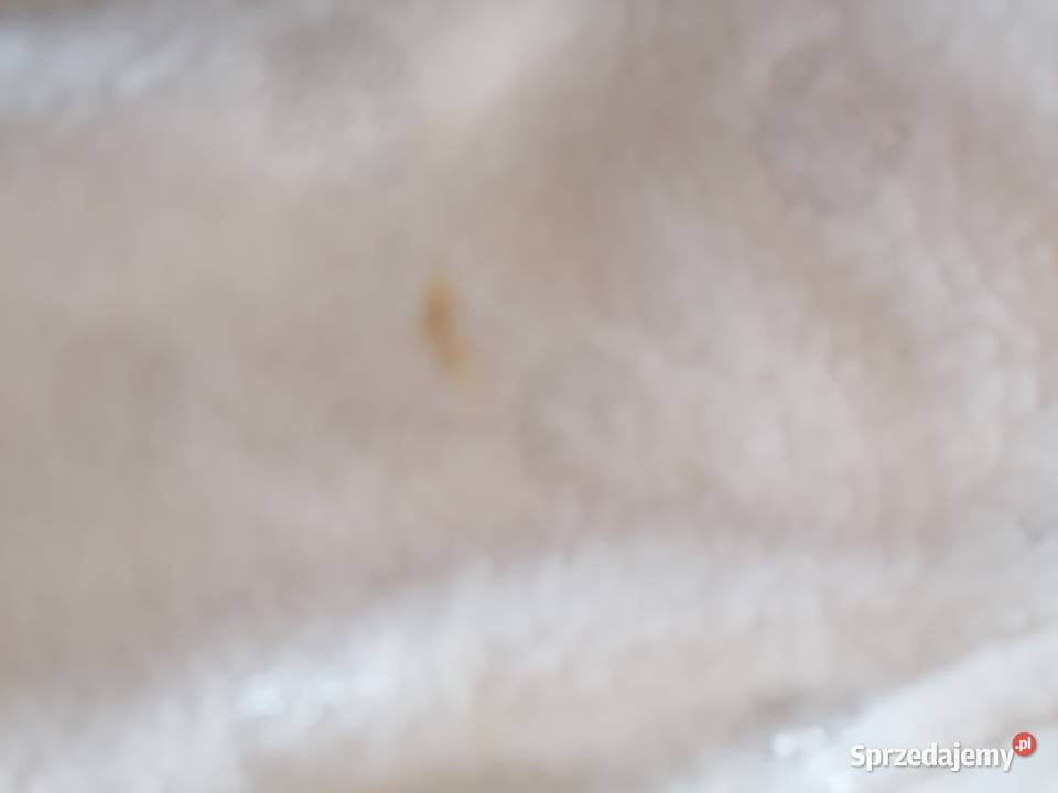 Bluza polarowa rozpinana Cool Club ecru roamiar Bluzy łódzkie Łódź