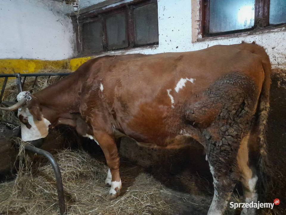Dwie krowy rasy simental Bydło mleczne Lutcza