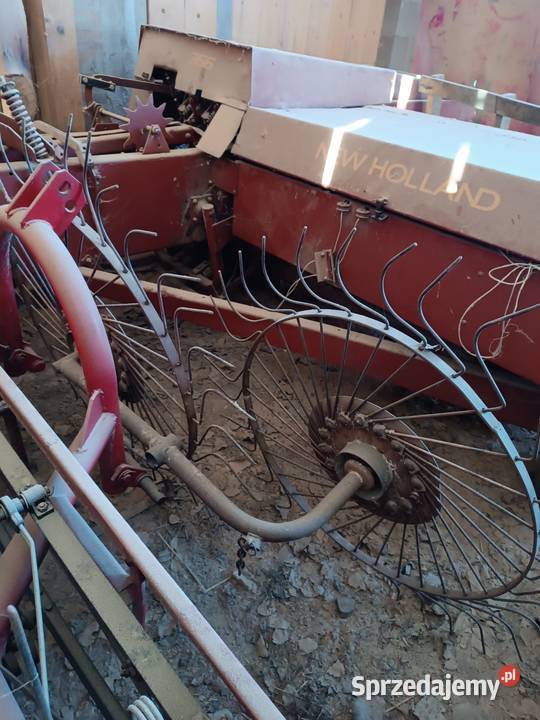 Grabarka gwiazdowa Swoszowa