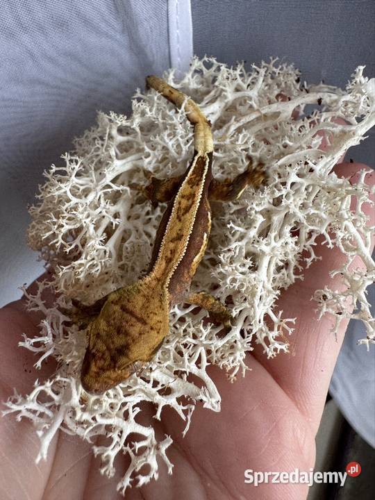 Młodziutki gekon orzęsiony Jastrzębie-Zdrój