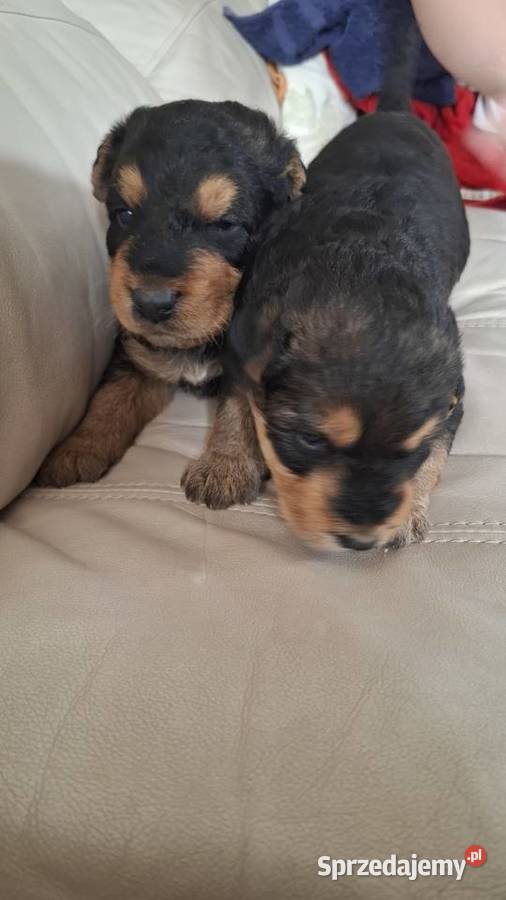 Airedale Terrier szczenięta rasowe ZKwP Lublin