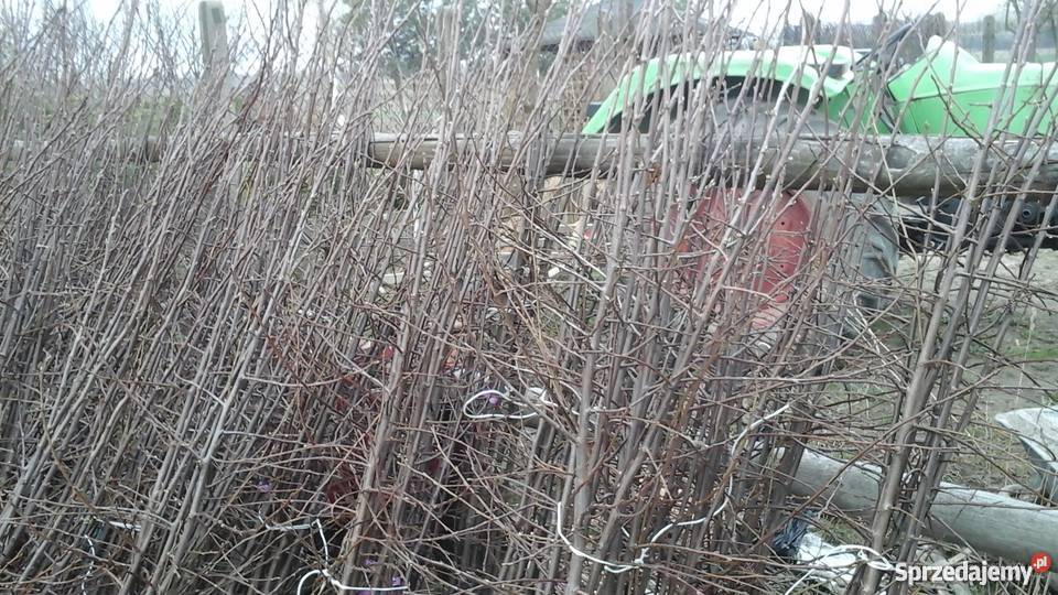 Sprzedam drzewka owocowe Skierniewice sprzedam